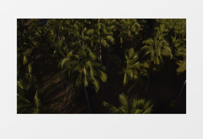 大气森林俯拍移镜头展示实拍视频