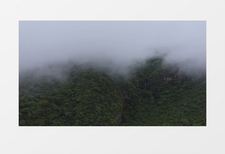 清新林木雾间草地展示实拍视频