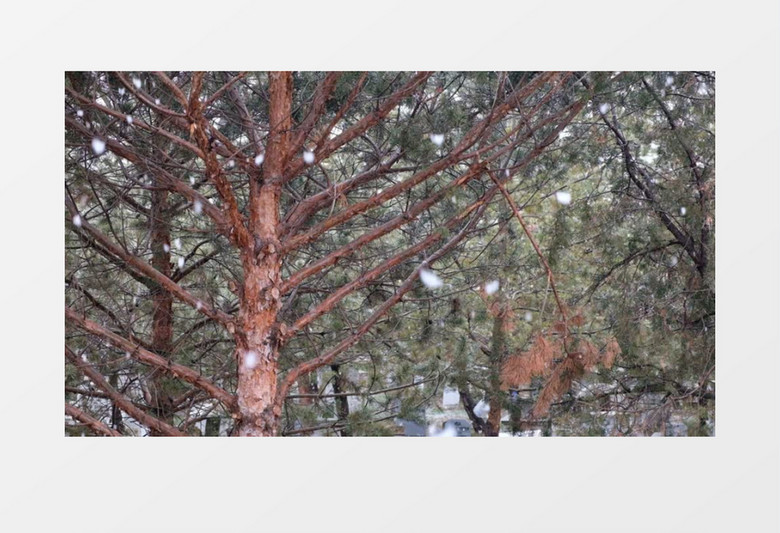 雪花在有树的森林里缓缓飘落实拍视频