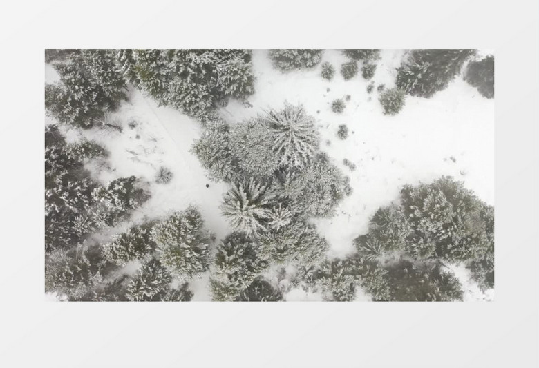 大全景航拍一个男人走在白雪覆盖的松树林里实拍视频素材