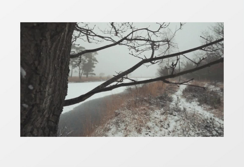 冬天森林里的树枝实拍视频素材