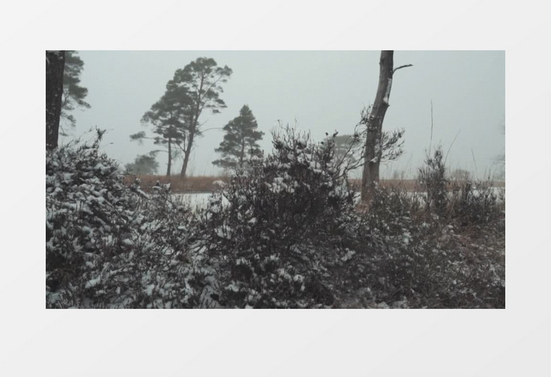 冬天树林里的雪实拍视频素材
