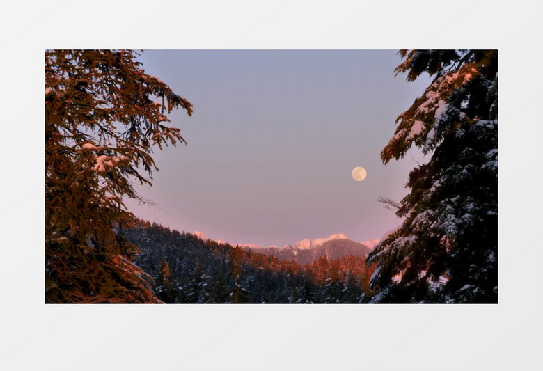 白雪皑皑的森林天空中挂着月亮实拍视频素材