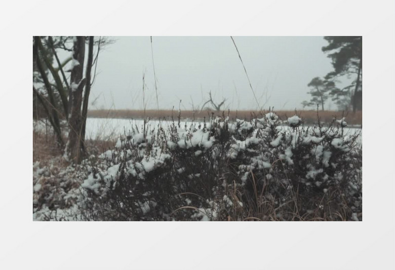 雪覆盖了树旁的草地和冰冻的湖泊实拍视频素材