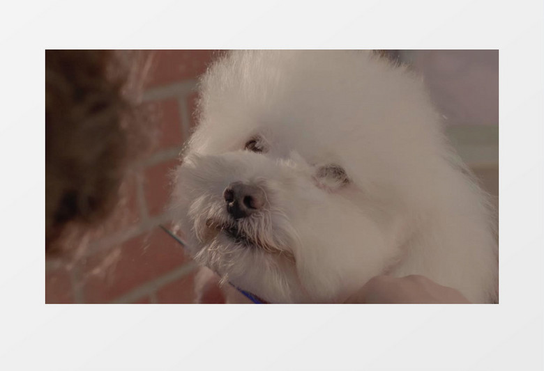 宠物美容师在给狗剪毛实拍视频素材