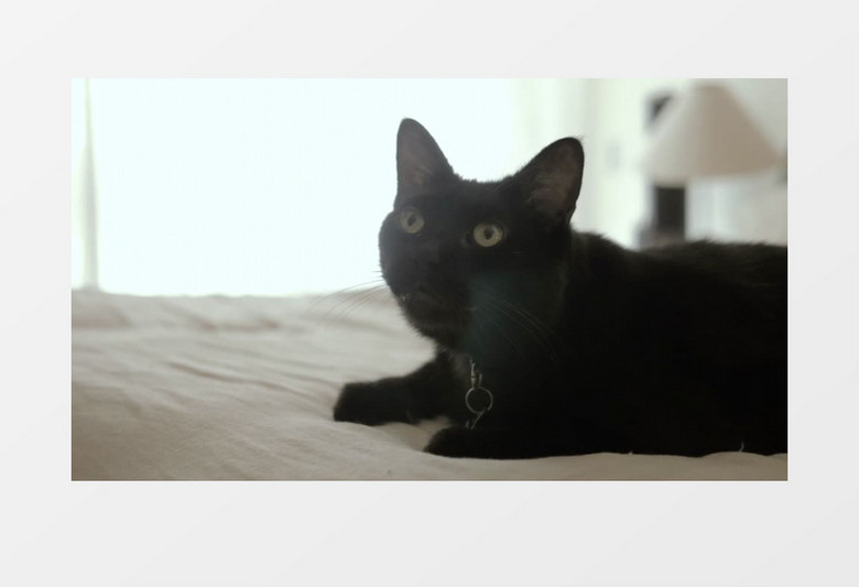  一只黑猫坐在床上环顾四周实拍视频素材