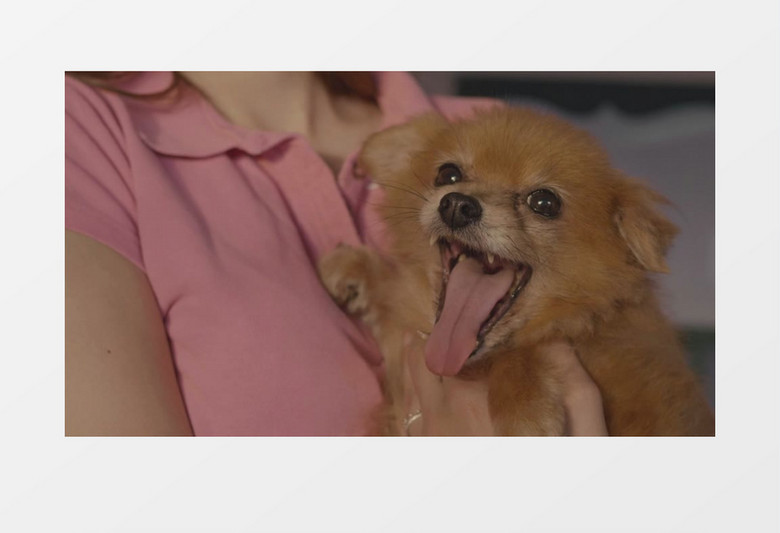 狗狗坐在主人怀里很开心的伸着舌头实拍视频素材