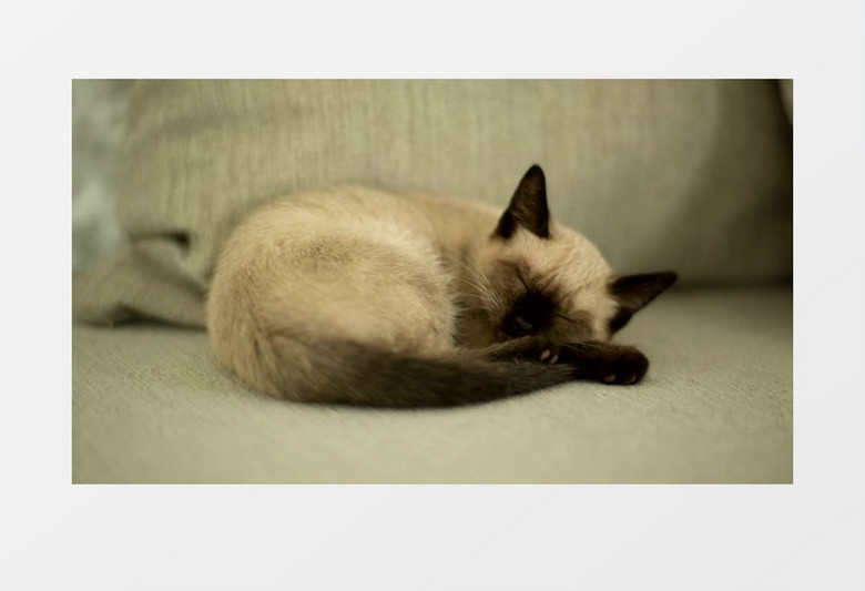  窝在沙发上睡觉的猫实拍视频素材