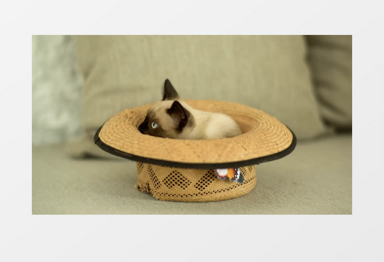 暹罗猫在沙发上的一顶草帽内玩耍实拍视频素材