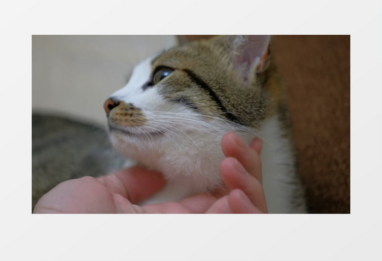 抚摸一只可爱的绿眼睛猫咪实拍视频素材