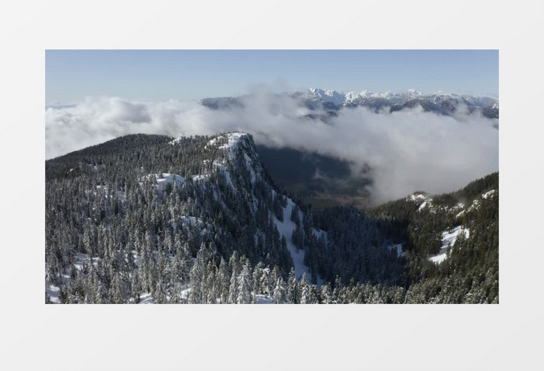 高空航拍雪山上的松树林实拍视频素材
