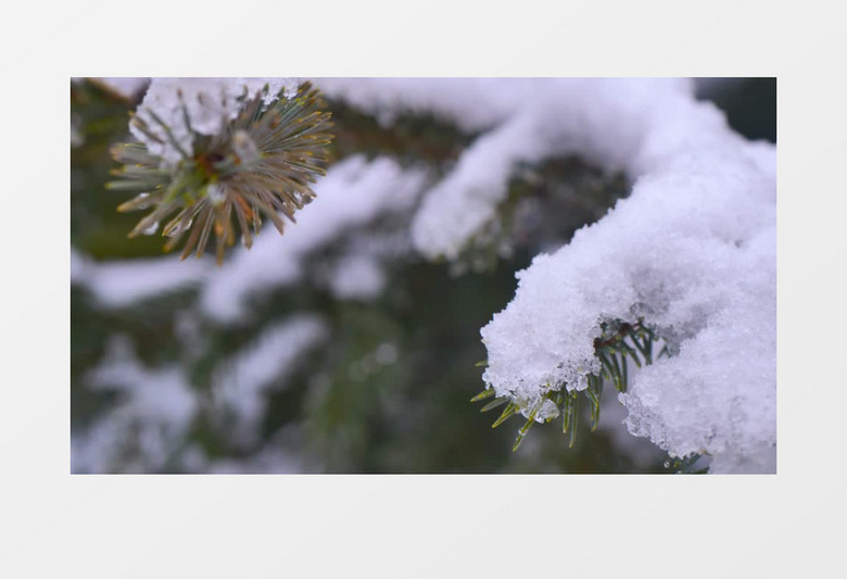 特写拍摄雪覆盖了松树的叶子实拍视频素材