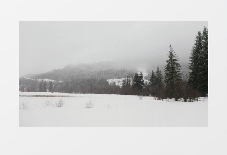 拉镜头松树林中覆盖着积雪的草地实拍视频素材