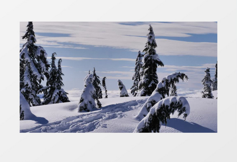 近景拍摄松树林覆盖着山上的积雪实拍视频素材