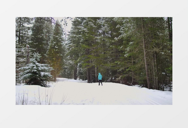 走在雪松林里的人实拍视频素材