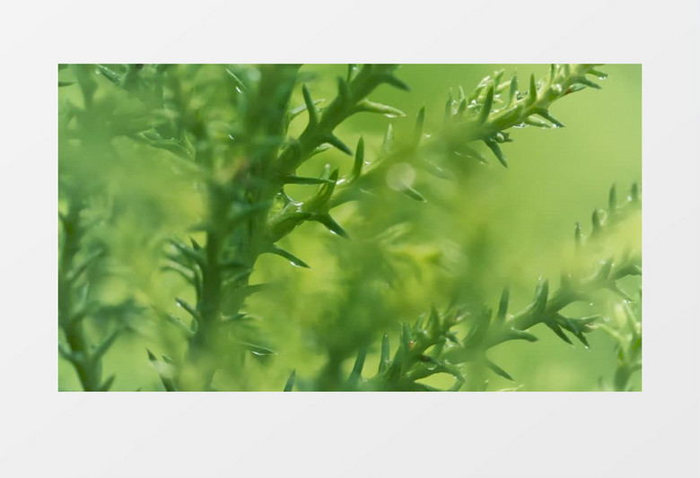 浅焦点背景的被雨淋湿绿色植物实拍视频素材