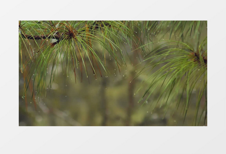 特写拍摄绿叶上的雨滴实拍视频素材