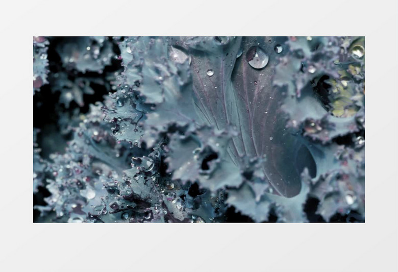 一个湿紫色莴苣的特写镜头实拍视频素材