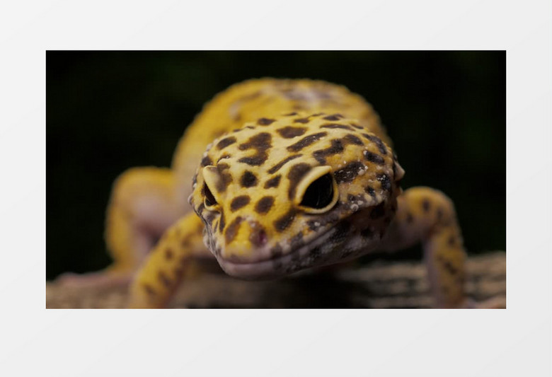 豹纹壁虎蜥蜴吐舌头特写实拍视频素材素材