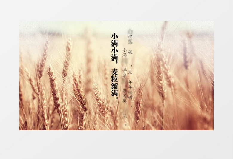小满节气传统文化AE模板