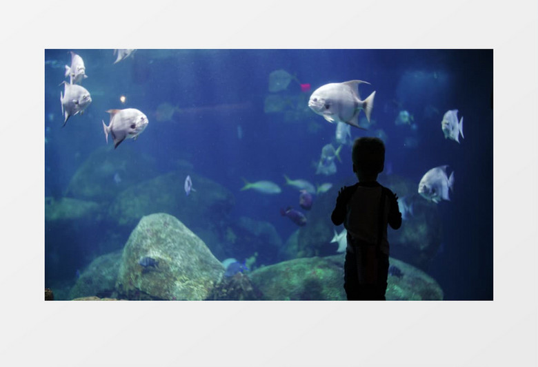 小朋友站在水族馆前面看鱼实拍视频素材