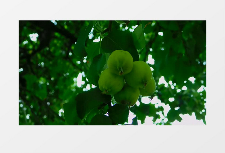 挂在树上绿色的果实实拍视频素材