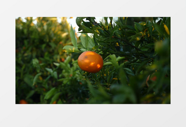 挂在树上的橘子实拍视频素材