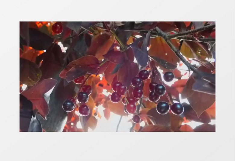 蓝莓在红叶中隐藏实拍视频素材