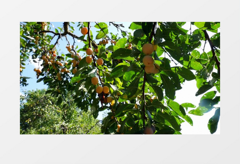 挂在树上熟透的杏子实拍视频素材