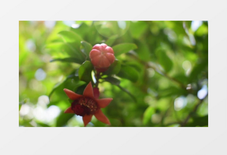 挂在树上红色的花和果实实拍视频素材