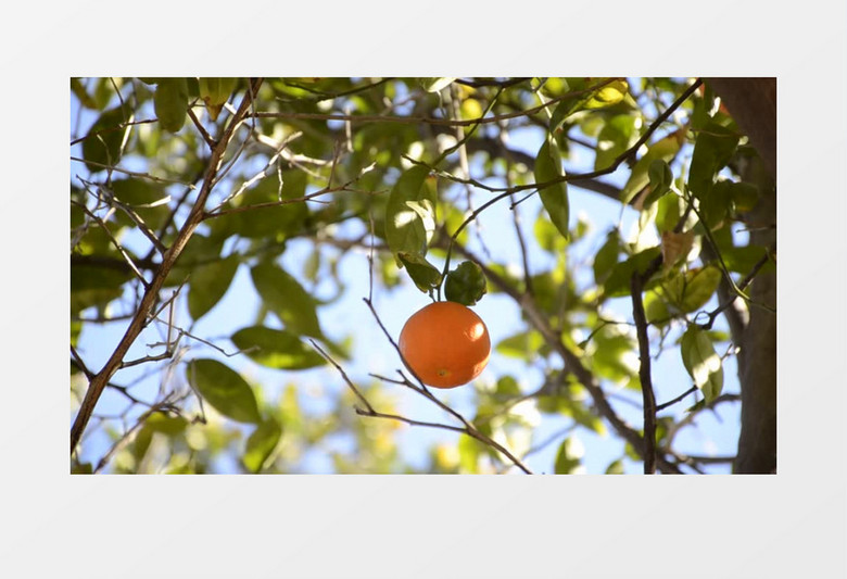 挂在树上晃动的橘子实拍视频素材