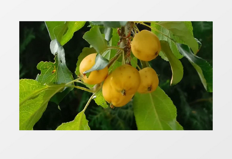 挂在树上熟透的枇杷果实拍视频素材