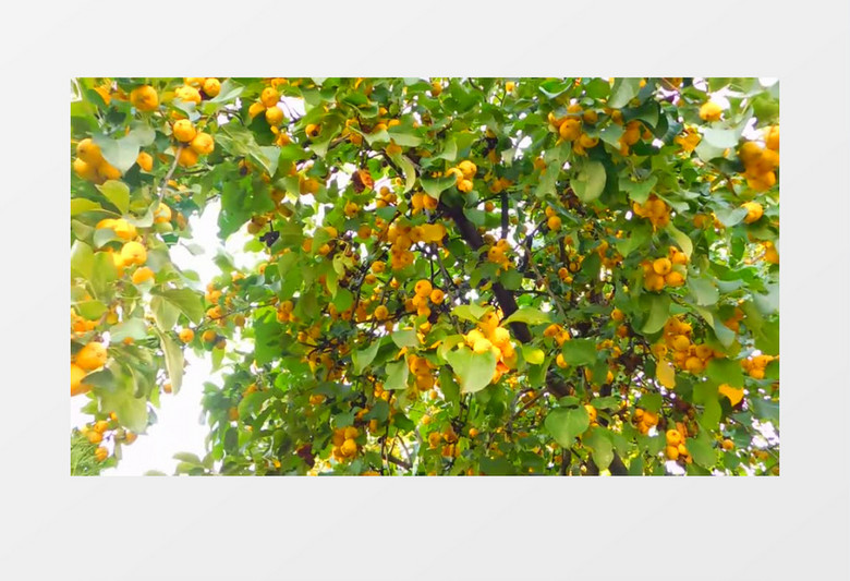 熟透的枇杷果挂在树上实拍视频素材