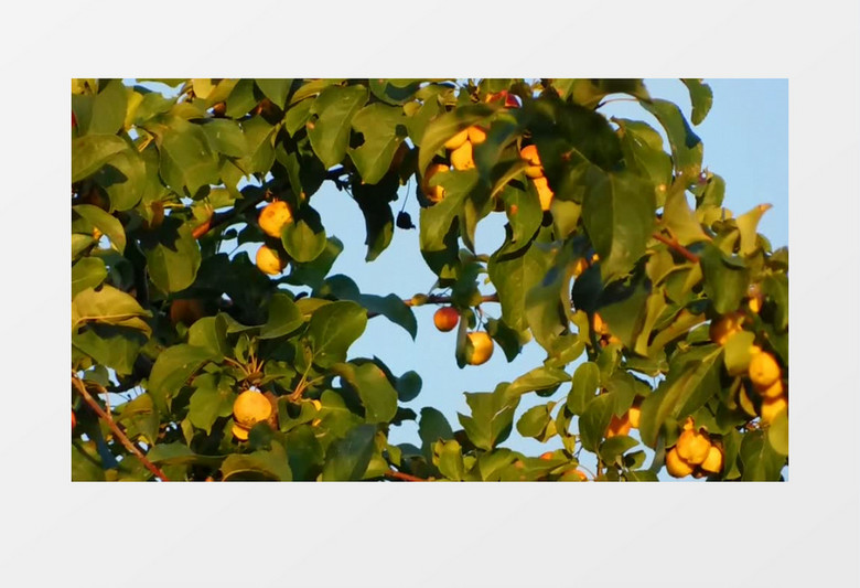 树上的橘子熟了实拍视频素材
