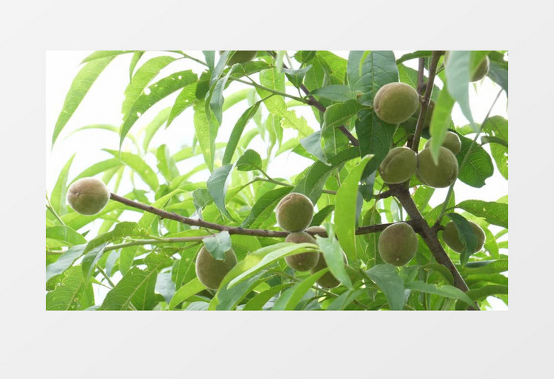 在树上还没熟的桃子实拍视频素材