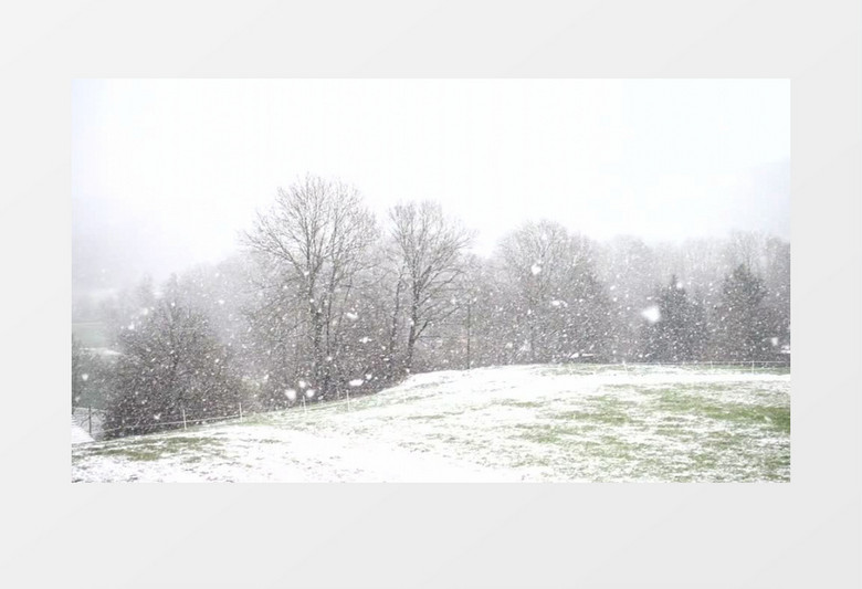 树林中飘落的雪花实拍视频素材