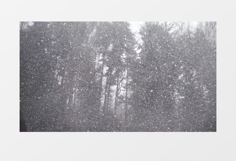 雪花缓缓飘落在树林中实拍视频素材