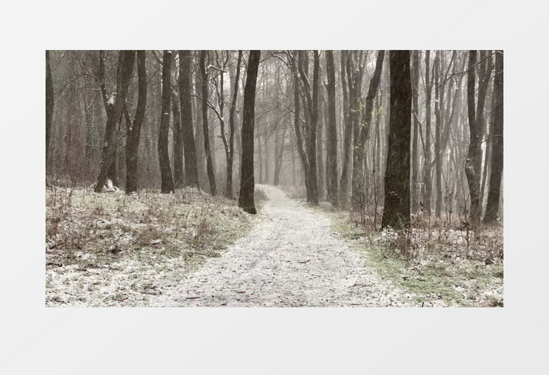 雪中林间小路实拍视频素材