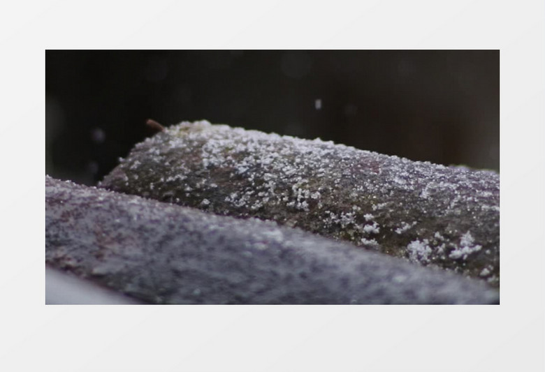近景树叶上的小雪实拍视频素材