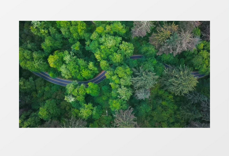 俯拍深林中蜿蜒道路实拍视频素材