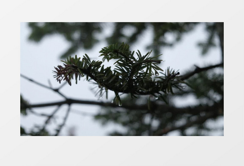高清拍摄雨后的松柏实拍视频素材