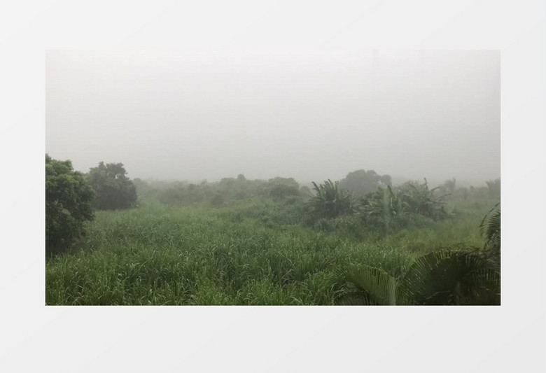 青青草地上的微风细雨实拍视频素材