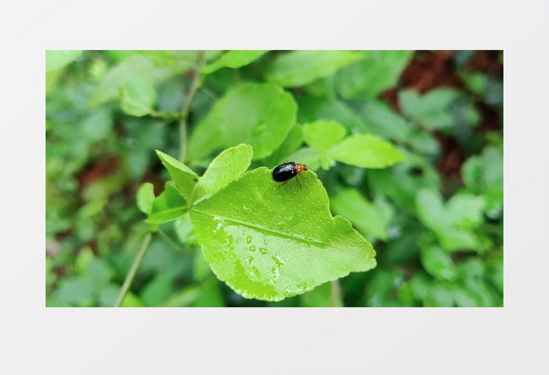 近景雨后绿叶上的昆虫实拍视频素材