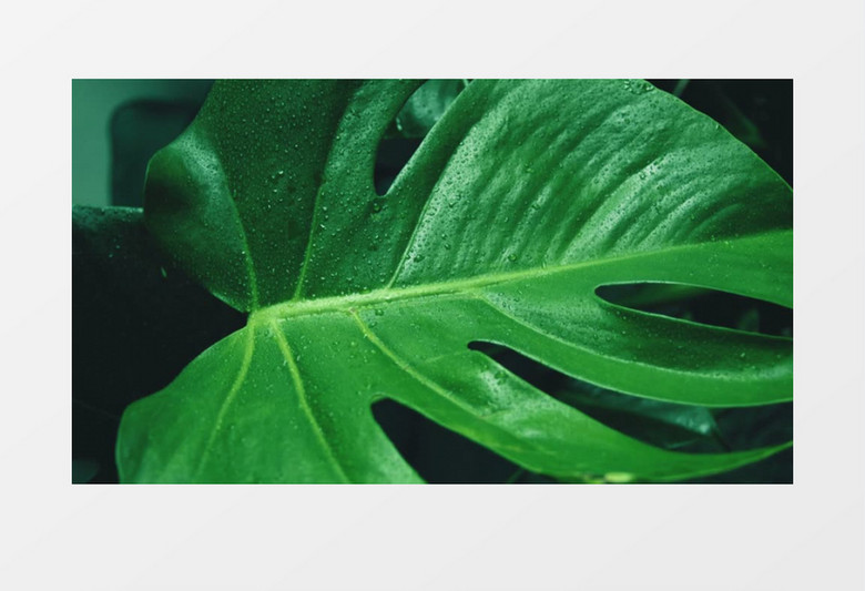 近景拍摄雨水落在绿叶上实拍视频素材