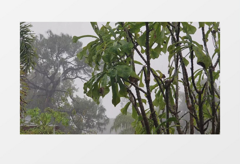 暴风雨下的树林实拍视频素材