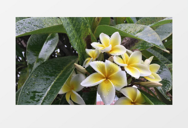 雨水打在黄色的百合花上实拍视频素材