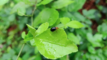 下雨出来的虫子图片图片