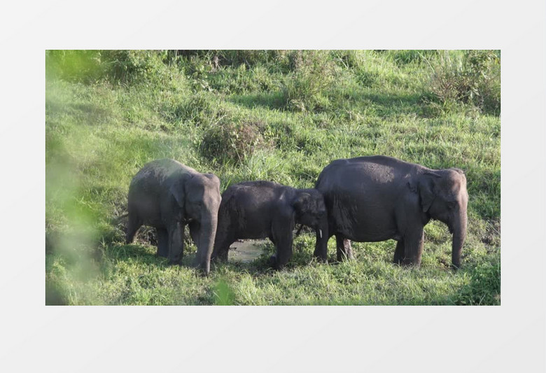 大象领着两只小象在草地上实拍视频素材