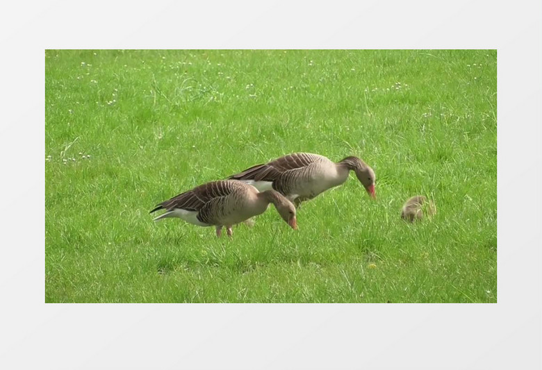 青青草地上的小鸭子实拍视频素材