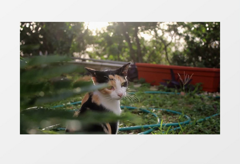 拍摄小花猫在阳光下实拍视频素材